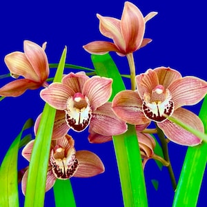 May include: A white ceramic mug with a black handle and the text "But First, Coffee" in a handwritten style. The mug is likely 11-15 ounces, perfect for a morning beverage.