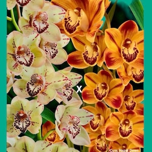 Cymbidium Orchid Seedling: Hazel Dawn x Everett Stockstill, Orange Spotted Flowers