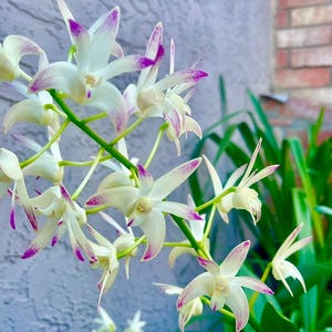 May include: A cluster of white orchid flowers with vibrant purple-tipped petals and centers. The delicate blooms are arranged on thin green stems, showcasing a star-like shape with pointed petals that feature subtle purple speckling throughout.