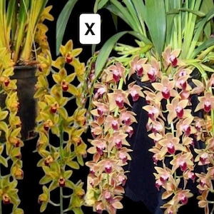 Cymbidium Kali Earhart Orchid Seedling - 3.5 Inch Pot. Long Clusters of Flowers!