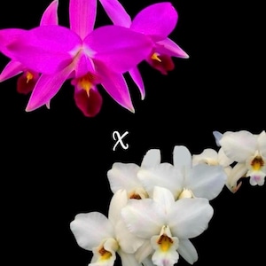 Laelia Anceps Orchid Seedling -Blooming Size Plant - 6 Inch Pot