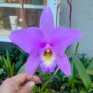 Laelia Anceps Orchid: Henderson Variety, Purple Cattleya Type