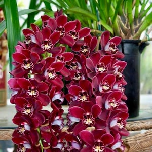 May include: A close-up of a cluster of deep burgundy orchids with white and yellow accents. The flowers are in full bloom, with multiple stems cascading downwards. Green foliage and a black pot are in the background.