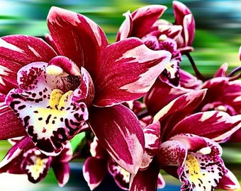 【未使用品】シンガポール $5 Dendrobium Crumenatum 銀貨 未使用品】シンガポール Dendrobium Crumenatum 銀貨 5 Dollars