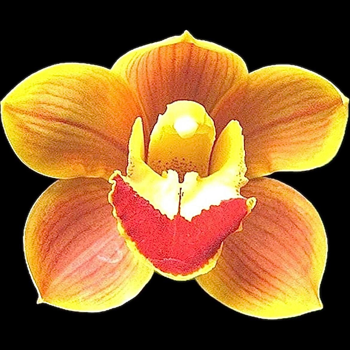 Free Shipping! LAST ONE! Cym. Coratea ‘Rewa’ 4N MP Live Orchid Plant