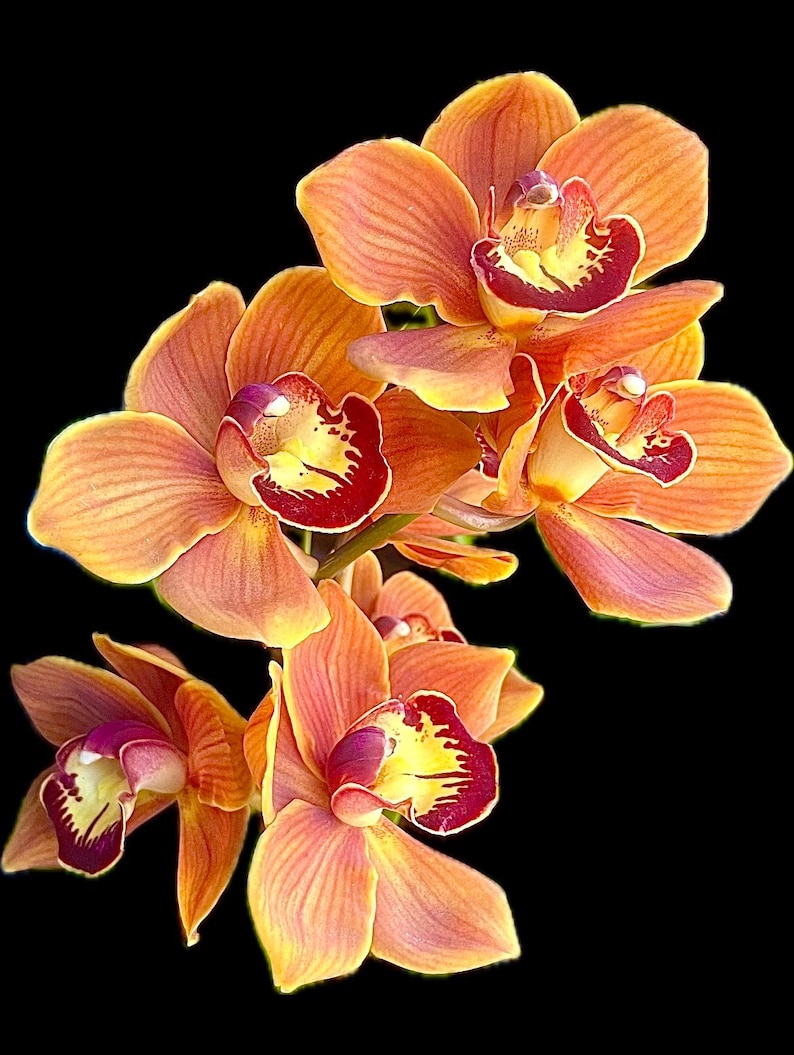 Labellum Color Cymbidium Orchid Plant: Very Intense Deep Glowing Orange Flowers W ...