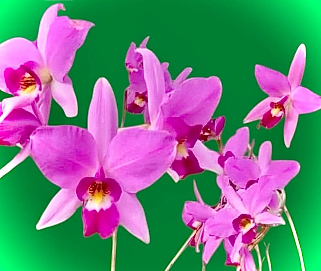 In Spike Now! Laelia Anceps Orchid 'deja Vu' - Magenta Cattleya