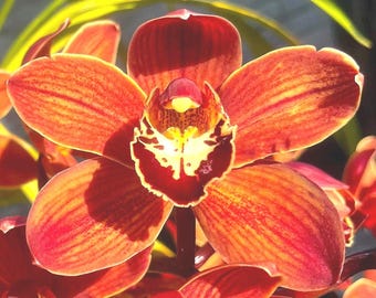 Free Shipping! Cym. (Marie Bashir x Ruby Lips) ‘Brick house’ 4n MP