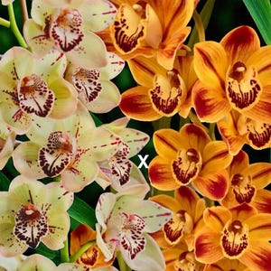 May include: A vibrant image showcasing a collection of orchids in full bloom. The flowers display a range of colors, including yellow, orange, and red, with intricate patterns. The image includes the text "Cym. Everett Stockstill" and "Cym. Hazel Dawn".