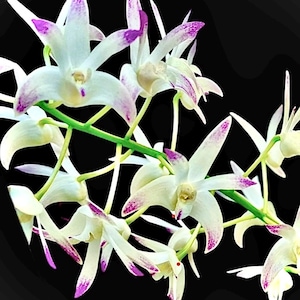 May include: Close-up of white orchids with purple-tipped petals and a green stem against a black background. The delicate flowers have a star-like shape, with some petals showing purple speckles. The image highlights the natural beauty of the orchids.