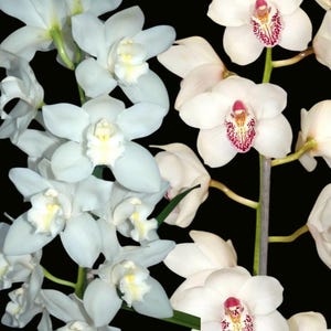 May include: Close-up of white orchid flowers with a dark background. The flowers have a delicate structure with a yellow center and a touch of pink. The image highlights the natural beauty of the orchids.