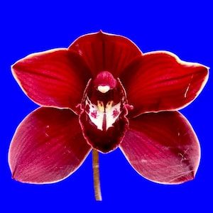 May include: A close-up of a vibrant red orchid flower with a yellow-edged petal. The flower has a complex, detailed center with white and red markings. The background is a solid, bright blue.
