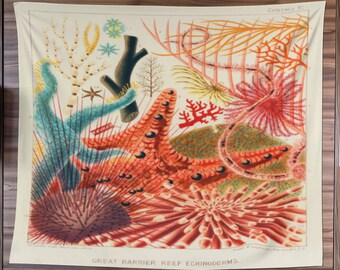 May include: A vintage wall hanging with a detailed illustration of Great Barrier Reef echinoderms. The artwork features colourful sea life in shades of orange, red, blue, and green. The text "GREAT BARRIER REEF ECHINODERMS" is visible.