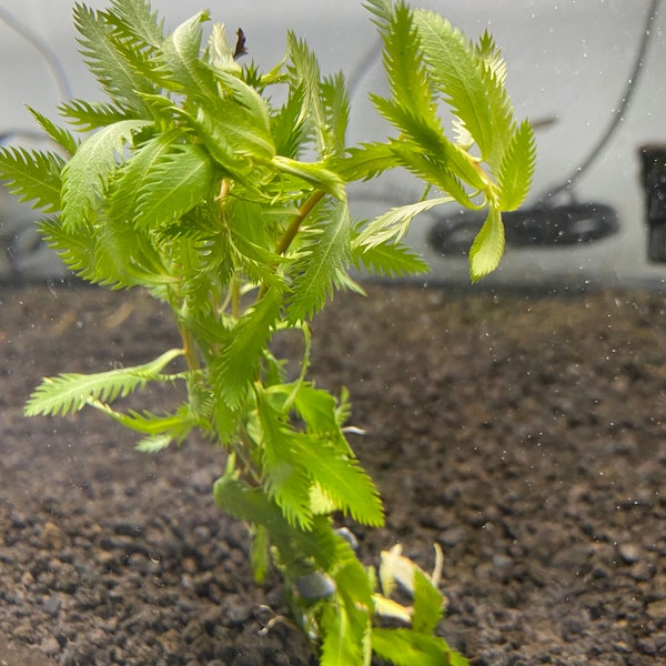 Mermaid Weed - Proserpinaca Palustris - Live Aquarium Plant ( Lead Bunch)