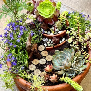 May include: A terracotta pot filled with a variety of succulents, including a large green rosette succulent, a smaller green rosette succulent, and a trailing succulent with green leaves. The pot also contains a miniature fairy garden with a small house, a path made of wooden discs, and a small wooden bridge.
