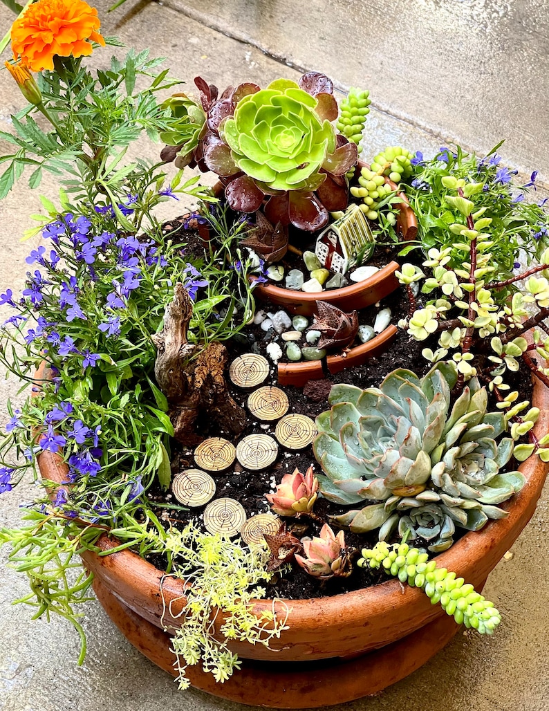 May include: A terracotta pot filled with a variety of succulents, including a large green rosette succulent, a smaller green rosette succulent, and a trailing succulent with green leaves. The pot also contains a miniature fairy garden with a small house, a path made of wooden discs, and a small wooden bridge.