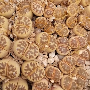 Rare Lithops Living Stones Dorotheae seeds - qty 10