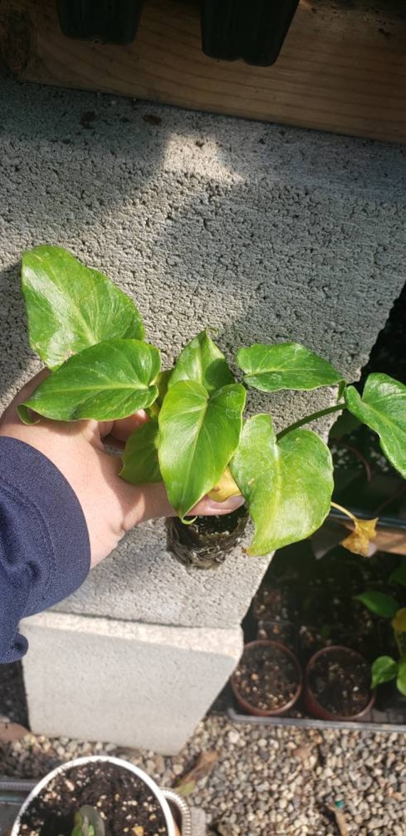 Rare Deja Vu Philodendron Live Starter Plant - Etsy