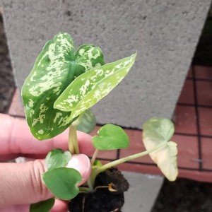 Alocasia Hilo Beauty Starter Tropical Plant