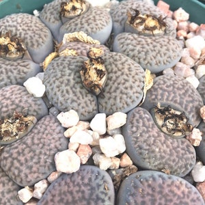 Rare Lithops Living Stones Hookeri v dabneri seeds qty 10 image 1