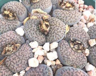 Rares Lithops Living Stones Hookeri v dabneri seeds - qty 10