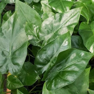 Rare Alocasia Borneo King Tropical Starter Plant
