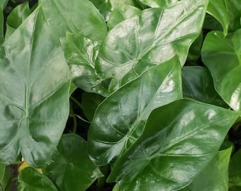 Rare Alocasia Borneo King Tropical Starter Plant