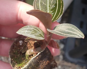 Very rare Anoechtochilus Roxburghii Jewel Orchid Live Starter Plant