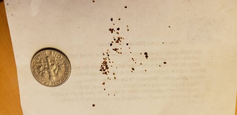 Peut inclure: Gros plan sur une surface blanche avec de petites taches brunes &eacute;parpill&eacute;es. Une pi&egrave;ce de monnaie am&eacute;ricaine en argent d'une valeur de dix cents est dans le coin inf&eacute;rieur gauche de l'image.