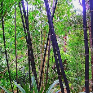 Rare 100+ Bamboo Black Phyllostachys Nigra High Quality & Germination Seeds