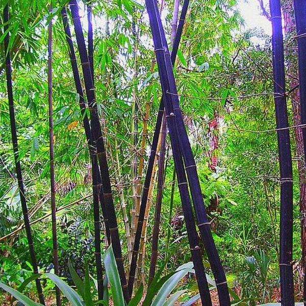 Rare 100+ Bamboo Black Phyllostachys Nigra High Quality & Germination Seeds