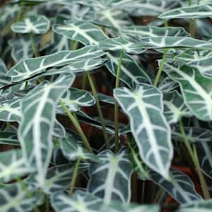 Rare Alocasia Bambino Tropical Starter Plant
