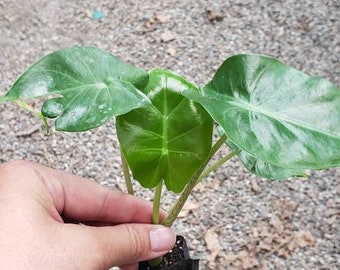 Rare Alocasia Kuching Mask Tropical Starter Plant