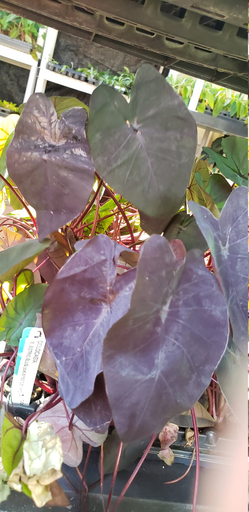 Rare Electric Blue Gecko Colocasia Live Starter Plant Etsy