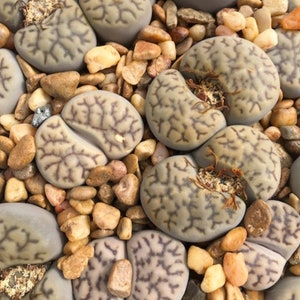 Rare Lithops Living Stones Bromfieldii var mennellii seeds - qty 10