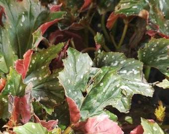 Rare, belle Sophia Angel Wings Begonia Live Starter Plant