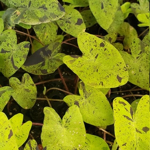 Rare Colocasia Mojito aka Black Marble Live Starter Plant