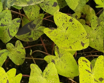 Rare Colocasia Mojito aka Black Marble Live Starter Plant