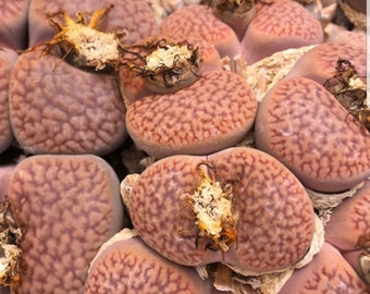 Rare Lithops Hookeri v Marginata Red Living Stones graines - qty 10