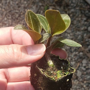 Very rare Anoechtochilus Roxburghii V. Nigricans Black Live Starter Plant