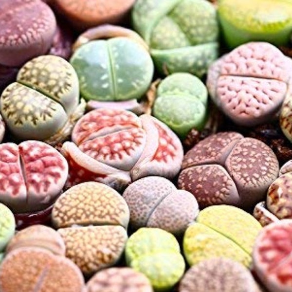 Rare Lithops Living Stone Plant Mix Seeds - assorted colors and types qty 50