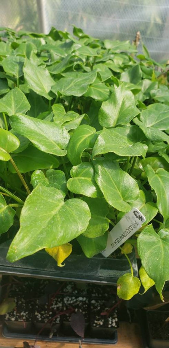 Rare Deja Vu Philodendron Live Starter Plant - Etsy