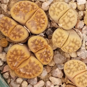 Rare Lithops Living Stone Succulent cactus Karasmontana lateritia sensu Dinteri seeds - qty 10