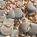 see more listings in the Lithops section