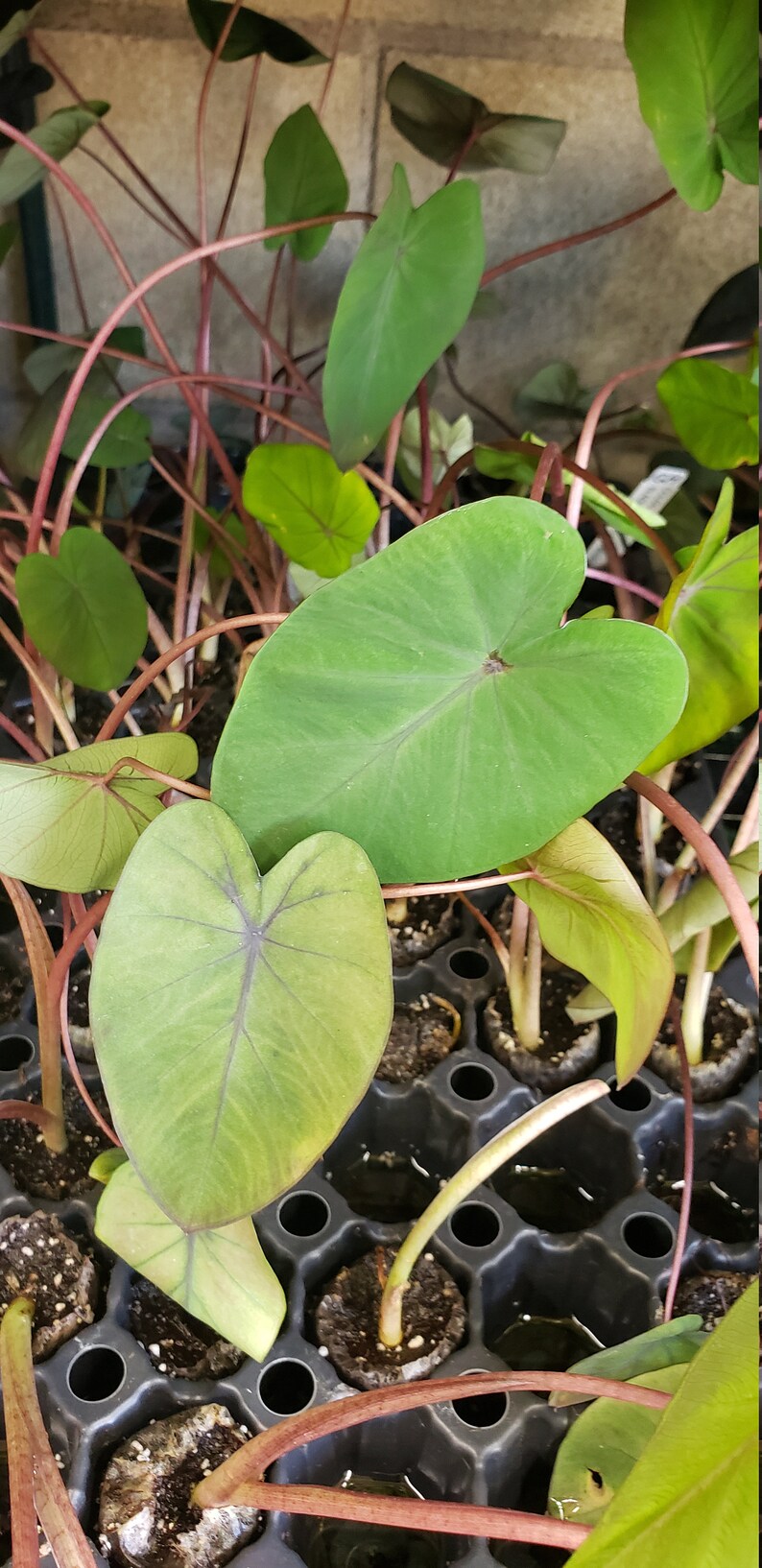 Beautiful Colocasia Black Sapphire Gecko Elephant Ears Live Etsy