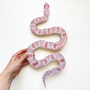 May include: A pink and white corn snake with a patterned design is curled up in an S shape. The snake is on a white background.