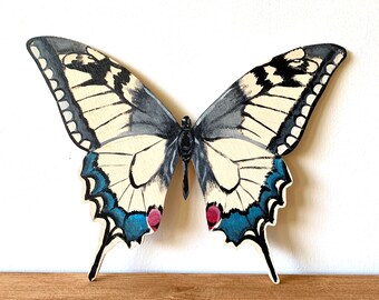 Real large beautiful framed Zebra Swordtail Butterfly! Real large beautiful framed Zebra Swordtail Butterfly!