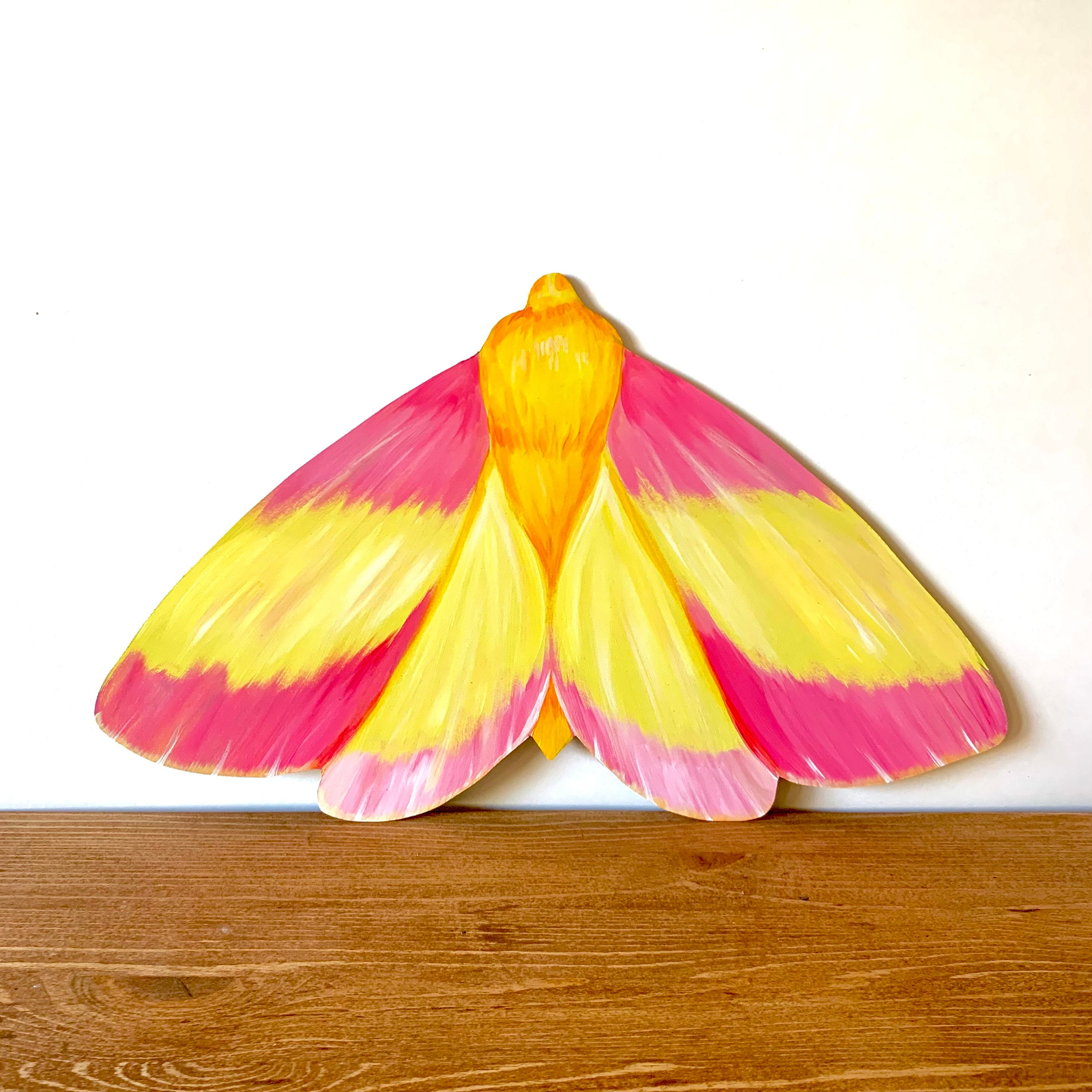 Rosy Maple Moth  o wonderful, wonderful