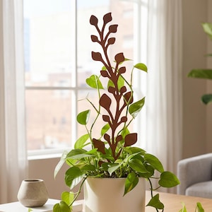 cylindrical snake plant care Cylindrical Snake Plant