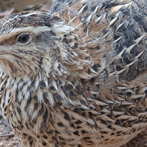 30 JUMBO Brown Coturnix QUAIL Eggs Free Shipping - Etsy